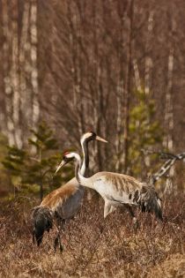 image050