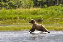 Alaska 06 08 002