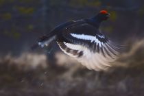 IMG 0001