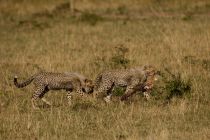 IMG 0012