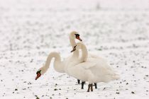 IMG 4316