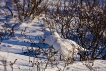 IMG 7393 Kopie