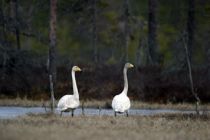 IMG 9578
