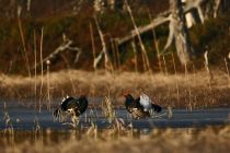 image067 01
