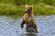 Alaska 06 08 014