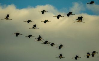 IMG 0018