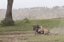 IMG 0028