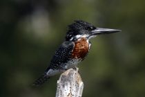 IMG 4980
