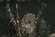 IMG 9530