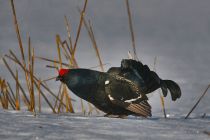 IMG 0013