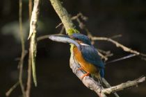 IMG 0025001