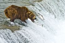 Alaska 06 08 022