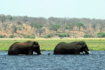 Elefant3