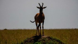 IMG 0003