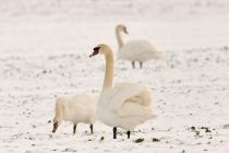 IMG 4085