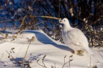 IMG 7451 Kopie