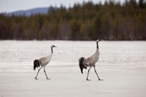 IMG 0033